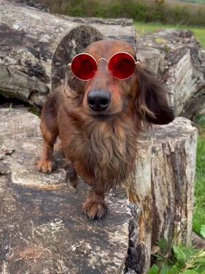 A post by @nemotripawdsausag on TikTok caption: 😎 #viral #dachshunds #fyp #foryou