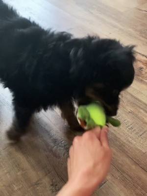 A post by @zuritheaussiedoodle on TikTok caption: The scariest!  #zuridoodle #aussiedoodle #puppy