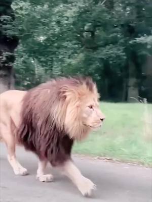 A post by @fnetekkyas6 on TikTok caption: #cute #amazing #lion #cool