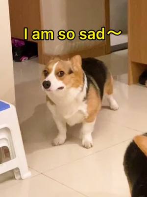 A post by @cherrymanmartyn01 on TikTok caption: Please comfort me ~#SayQuayNotKway #LoveMeMode #dog #pet #animal #corgi #cute