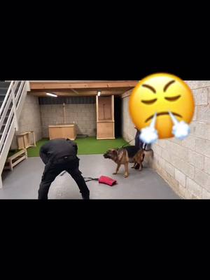 A post by @gsd.uk on TikTok caption: Grip development 💨🔋 #germanshepherd #gsd #protectiondogs #fyp #foryoupage #dogsoftiktok