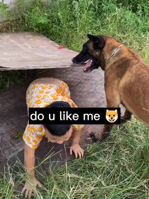 A post by @pettraveler_123 on TikTok caption: Do you love dogs #tiktokanimals #petlover #dog #hero #smartdog