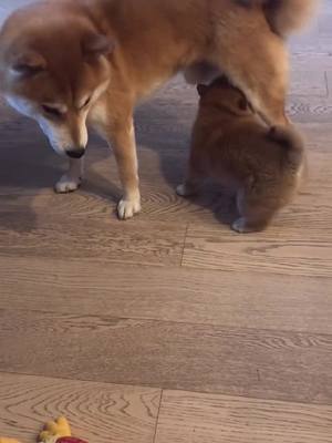 A post by @ashleycutepet on TikTok caption: Father & son playtime. Watch until the end🤣 #shiba #shibainu #doge #funnydog #dogsoftiktok #foryou