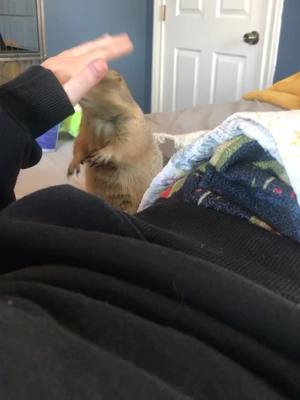 A post by @hammie4hamlet on TikTok caption: Hammie want scritches nO pats!!!#prairiedog#cute#fyp#yahoo 🙅‍♀️😡‼️