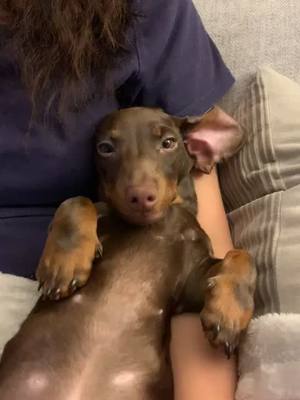 A post by @bennielongboi on TikTok caption: Love #bennie #miniaturedachshund #dachshund #sausagedog #cute #fyp #fy