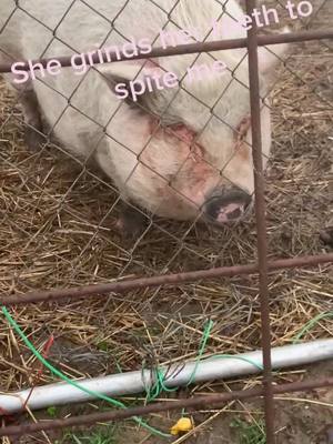 A post by @showinsum_luv on TikTok caption: My baby missed me all week. #pig #piggy #foryou #fypシ