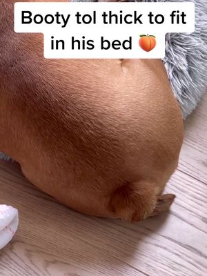 A post by @itsritosworld on TikTok caption: 🍑👀 #englishbulldog #bulldogpuppies #puppy #puppiesoftiktok #foryourpage #fy #bigbooty