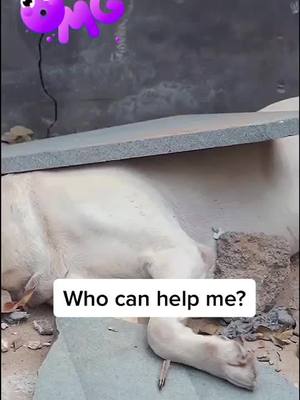 A post by @mddoggggg on TikTok caption: What a poor dog🥺I will take you home#dog #pet #MAKEYOURMOVE #SipIntoSummer