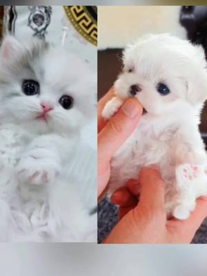 A post by @saligoood on TikTok caption: Which one u pick?#dog #puppy#kitty #fpy