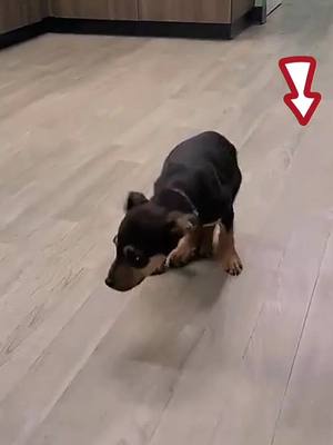 A post by @cutedogdoggg on TikTok caption: #happydog #dog #funnyy #fypシ