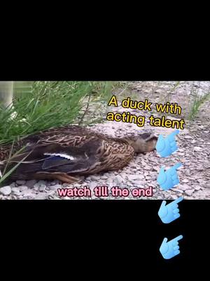 A post by @cdogsmuch on TikTok caption: A duck with acting talent😂😂,do u like him ❤️❤️#foryou #pfy #duck #doggy #funny #pet