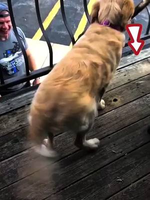 A post by @cutedogdoggg on TikTok caption: Happy dog 🐕 🐕 #dog #happydog #funnyy #MAKEYOURMOVE #takeabite #petsontiktok