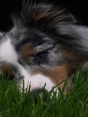 A post by @oletheaussie on TikTok caption: ☁️☁️#foryoupage#relaxing#dog#viral#austrailianshepherd