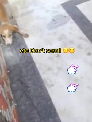 A post by @funnypetsfypyou on TikTok caption: Will you say hello to me？#foryou#foryoupage#fyp#pet #tiktok#dog #lovedog#poordog