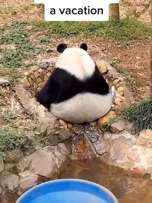 A post by @fnetekkyas6 on TikTok caption: #cool #cute #panda #sad