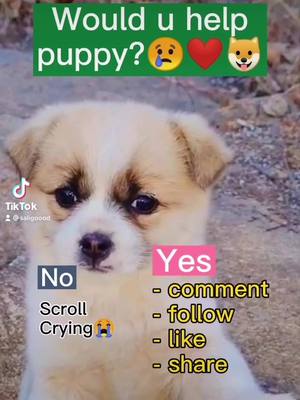 A post by @saligoood on TikTok caption: Help puppy plz! #puppy #dog #fpy