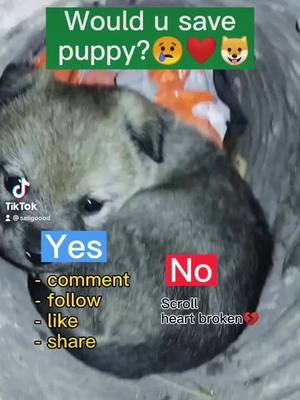 A post by @saligoood on TikTok caption: Save puppy plz😭💔🐕#puppy #dog #fpy