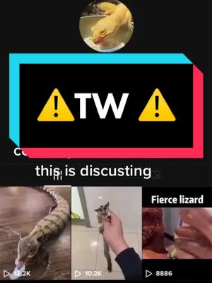 A post by @reptileandmammalexpress on TikTok caption: #greenscreenvideo @dr.reptile completely tormenting your pets, get help #fyp #awareness #reptiles #viral #like #comment #share #Dance4Tomorrow #tw #sa