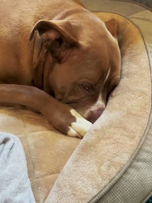 A post by @bella_the_pit_bull on TikTok caption: I’m over it.🐾 #PetsOfTikTok #dogsoftiktok #pitbull #voiceover #talkingdog #bella