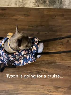 A post by @miketysonthefrenchie on TikTok caption: Low rider... #tiktok #frenchies #lowrider #dogsoftiktok #mydoglife #frenchiesoftiktok #frenchbulldog #boredinthehouse #frenchie #cutepet