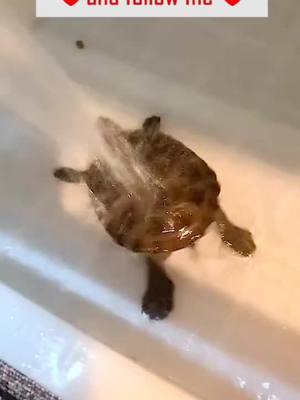 A post by @petpeople_0 on TikTok caption: Turtle dancing 🐢🐢#turtle #animal #dancing #funny #funnyvideos #foryou #foryoupage #fyp