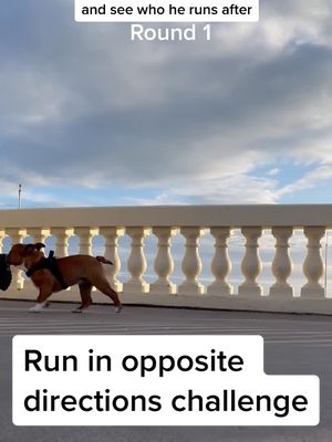 A post by @itsritosworld on TikTok caption: Run in opposite directions challenge #englishbulldog #bulldogpuppies #dogsoftiktok #runinoppositedirections #runinoppositedirectionschallenge #fy