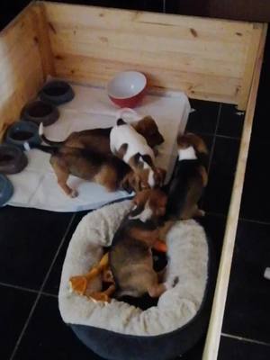 A post by @magalie621245 on TikTok caption: #jackrussell #chiots #tropmignonnnnnnnnnn