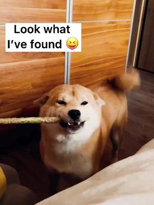 A post by @ashleycutepet on TikTok caption: Morning vibes 😝 #shiba #shibainu #doge #dogsmile #dogsoftiktok #foryou