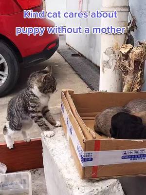 A post by @p_senior on TikTok caption: Maybe it doesn't have a mother either, so take care of these puppy 😭😭#animal #dog #moving #cat #poor #puppy #fyp