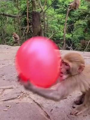 A post by @luckyhome_7 on TikTok caption: Monkey is playing ball! #monkey #ball #ballon #animals #funny #foryoupage #foryou