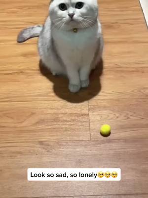 A post by @cat_baby_6 on TikTok caption: #cat #fyp