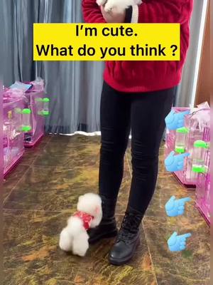 A post by @deng6677 on TikTok caption: Will you tell me like ?#cute #dog #pet #doglife #puppy #puppylove #doglovers #ineedyoulove #foryou #foyoupage