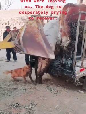 A post by @parrot9090 on TikTok caption: It's hot! A farmer had a touching scene while selling cattle. #greenscreenvideo #foryou #doge #dogsandchildren