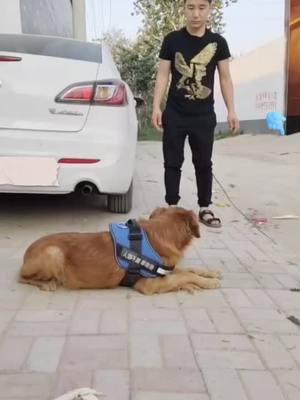 A post by @dogg_lover8 on TikTok caption: How clever 🐕 💕#dog #cleverdog #foryou #foryourpage #carsafety