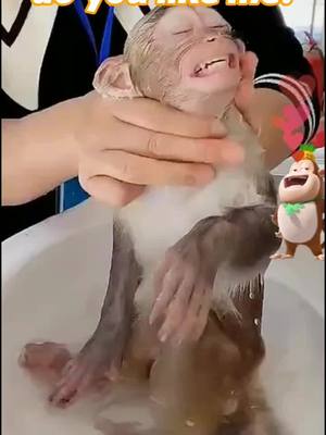 A post by @hermakopinue82 on TikTok caption: 😂😂#pet #animal #monkey #foryou #tiktok