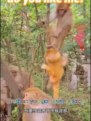 A post by @hermakopinue82 on TikTok caption: #pet #animal #monkey #foryou #tiktok