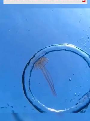 A post by @petpeople_0 on TikTok caption: 😂😂#funny #Ocean #Jellyfish #funnyvideos #foryou #fyp