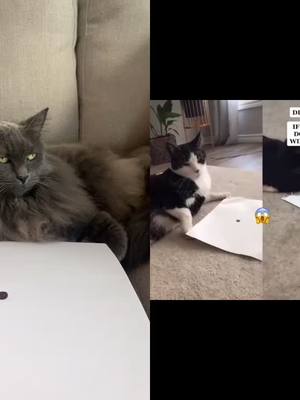 A post by @cindylee0811 on TikTok caption: #duet with @julieannmam My cat is clearly broken! 🙄 #cat #catsoftiktok #fyp