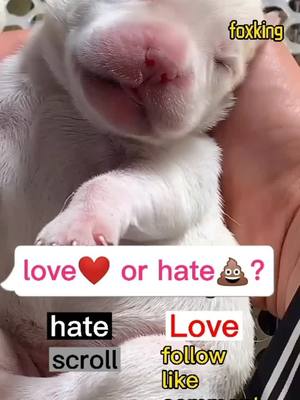 A post by @saligoood on TikTok caption: Take ur choice #dog