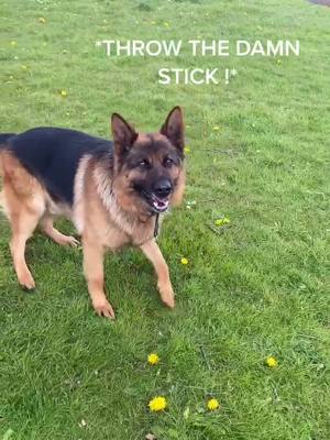 A post by @gsd.uk on TikTok caption: Passion for sticks 🪵 #germanshepherd #gsd #stick #attitude #dogsoftiktok