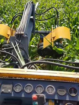 A post by @rjavicg on TikTok caption: Desespigue mecánico a maíz de reproducción🌽 #enelcampo #maiz #campomexicano #Guanajuato #agro #agronomo #maquinariaagricola