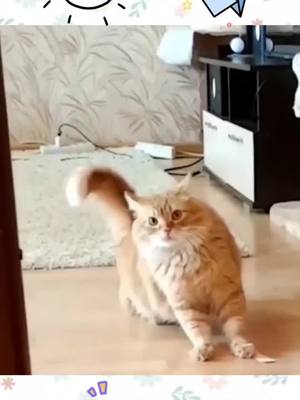 A post by @catparents7 on TikTok caption: Cat in the eyes of catkeeper #cat #kitten #catlover #pet #foryoupage #fyp #funny #funnyvideos