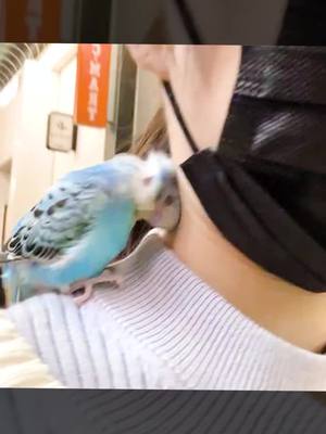 A post by @yattk064 on TikTok caption: #parrot #pet #cute #funnyvideo