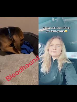 A post by @ashleyac_utah on TikTok caption: #duet with @jaydelilleymalek #SpotlightAPI #bloodhoundpuppylove