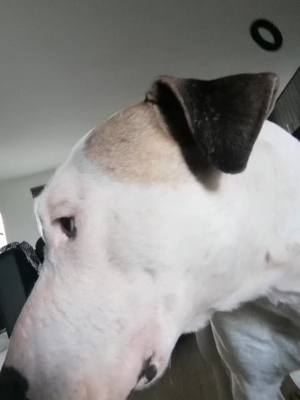 A post by @stephanemerguez1 on TikTok caption: #bellofacial#bello#chien#américainbully#staff#staffie#tristerealite#méchant#joyeux#bullterrier#terrier#animaux#animalista#tiktokgallery#galerie#pose