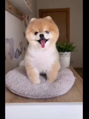 A post by @xiahanjiu01 on TikTok caption: #duet with @vegastories #pet #dog #animal