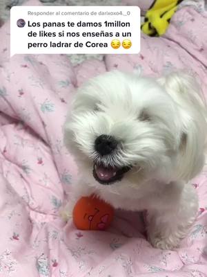 A post by @amarcorea on TikTok caption: Responder a @darixoxo4._0 me dais un millón de likes? JAJAJA así ladra una #perra #coreana #parati #perro