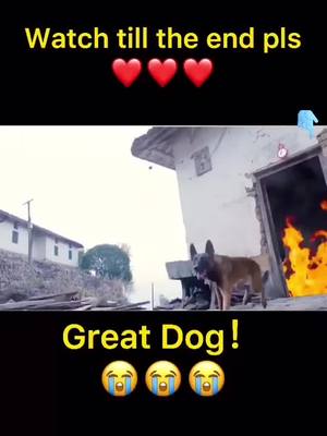 A post by @dogg_lover8 on TikTok caption: The dog save girl from 🔥, but he was badly hurt 😭😭#dog #pet #greatdog #smartdog #dogstory #fyp #foryou