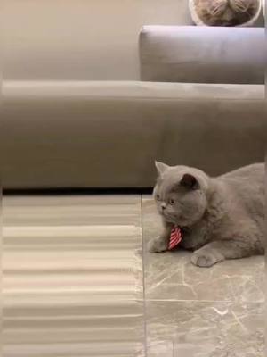 A post by @magalyable on TikTok caption: Cats turn into mice.#pets #cat #cattiktok