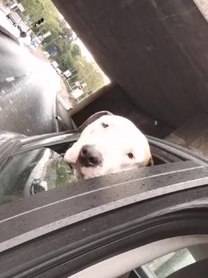 A post by @stephanemerguez1 on TikTok caption: #airforces#voiturefrancaise#carsticker#promenade#chien#pourtoiiiiiiiiiiiii#espion#caché#fenetre#pitbul#staff#staffie#foryou#challengetime